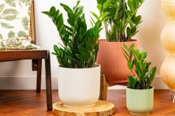 Zamioculcas Zamiifolia